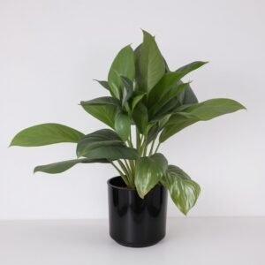 Aglaonema Silver Bay w doniczce