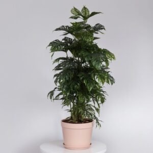 Araucaria heterophylla w doniczce