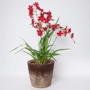 Storczyk Cambria w doniczce