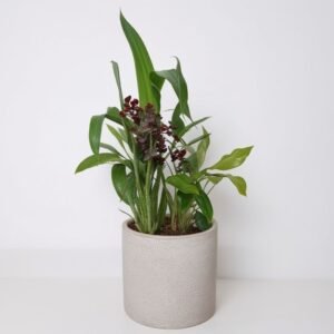 Storczyk Zygopetalum w doniczce