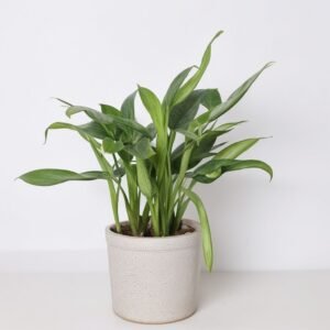 Mieszanka Aglaonema w doniczce