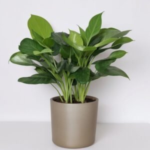 Aglaonema Silver Moon w doniczce