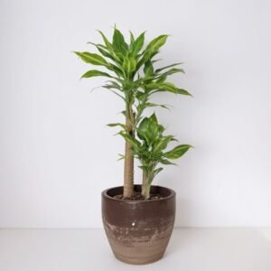 Dracena Golden Queen w doniczce