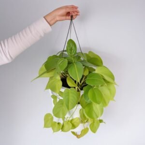 Filodendron (Scan Lemon Lime) w doniczce