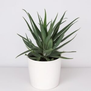 Aloes drzewiasty w doniczce