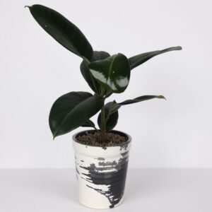 Ficus Elastica Abidjan w doniczce