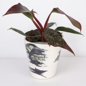 Filodendron (Philodendron Pink Princess) w doniczce