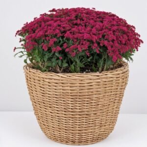 Chryzantema w doniczce