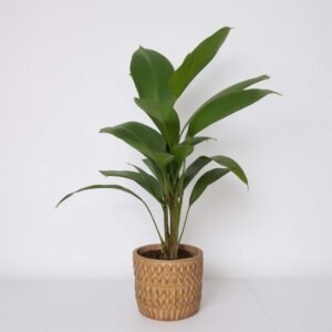 Palma Licuala w doniczce