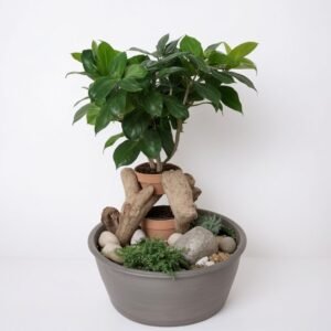 Ficus bonsai Żeń-szeń w doniczce