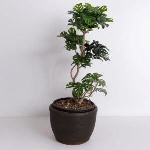 Ficus Ginseng w doniczce