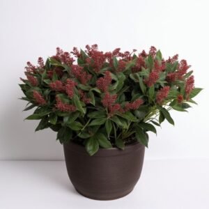 Japońska skimmia różyczka w doniczce