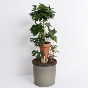 Ficus Ginseng w doniczce