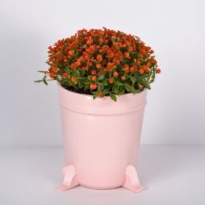 Nestera Astrid w doniczce