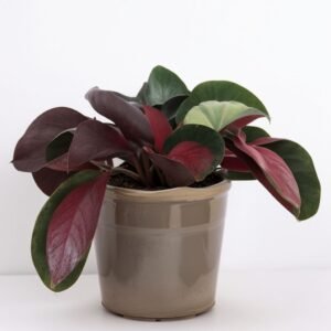 Calathea Roseo Rosy w doniczce