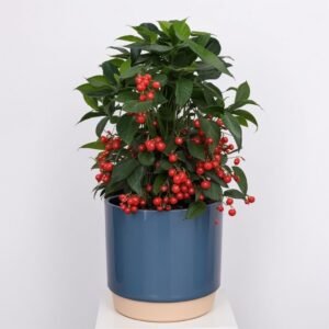 Ardisia Crenata w doniczce