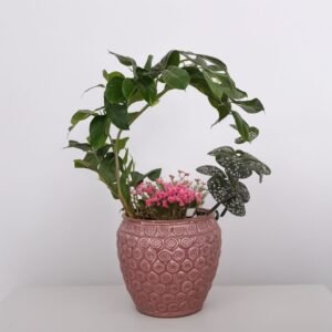 Kompozycja w doniczce "Bluszcz w zimowych dekoracjach"