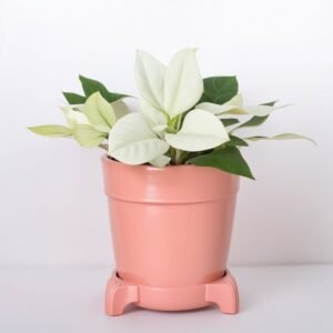 Poinsecja w opakowaniu prezentowym