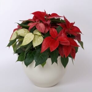 Poinsecja w opakowaniu prezentowym