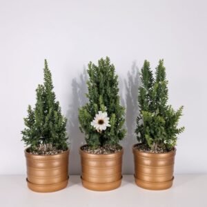 Kompozycja w doniczce "Szmaragdowy Urok"