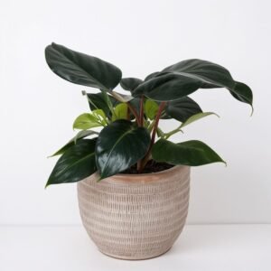 Filodendron Birkin (Philodendron Birkin)