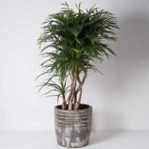 Odmiana draceny (fr. Re Anita) w doniczce