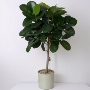 Figowiec (Elastica Robusta) w doniczce