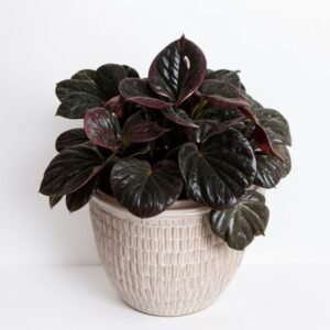 Peperomia w doniczce