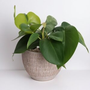 Filodendron (Philodendron Scandens) w doniczce