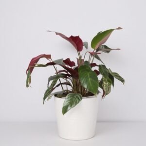 Calathea "fusion White" w doniczce