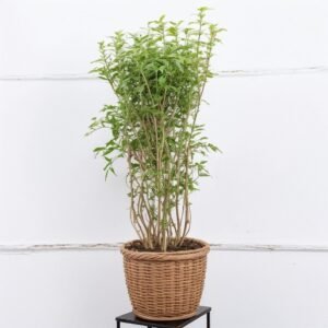 Jaśmin ogrodowy w doniczce