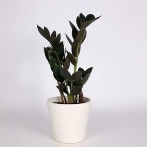 Zamioculcas Raven w doniczce