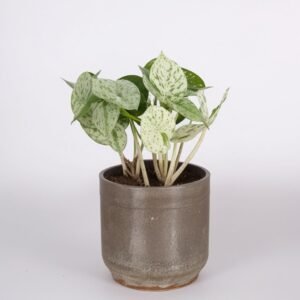 Epipremnum Happy Leaf w doniczce