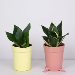 Mieszanka Sansevieria "Hahnii" w doniczce