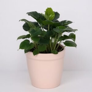 Filodendron ''Shangri La'' w doniczce