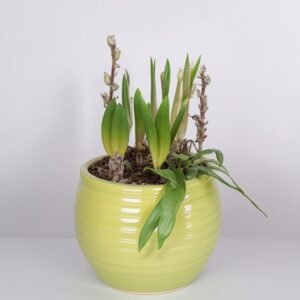 Kwiaty sezonowe w doniczkach