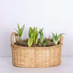 Narcyz w wiklinowym koszyku