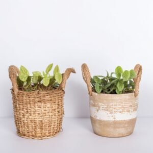 Żonkil wiosenny w doniczce