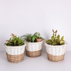 Kompozycja „Słoneczne Powitanie”