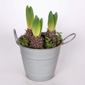 Kompozycja z hiacyntów w wiadrze