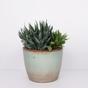 Haworthia paskowana w doniczce