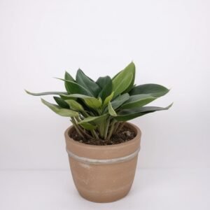 Sansevieria w doniczce
