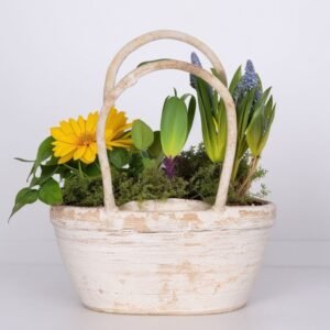 Hiacynt i szafirki w koszyku