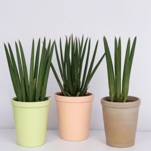 Sansevieria w doniczce
