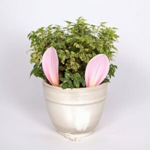 Aromatyczne zioła w doniczce