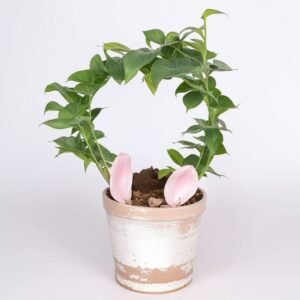 Hedera (Hedera Bow Shamrock) w doniczce