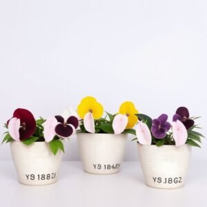 Kwiaty sezonowe w doniczkach