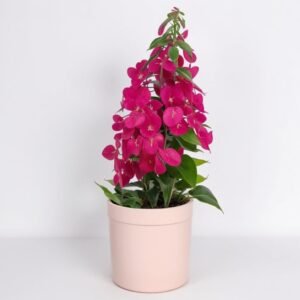 Bougainvillea w doniczce