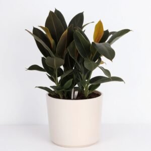 Ficus Melany w doniczce