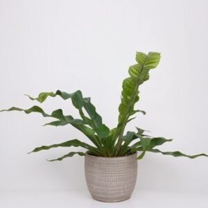 Asplenium w opakowaniu prezentowym